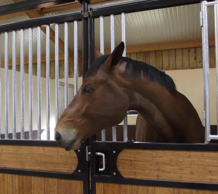 André Sport Equestre : Ecurie intérieure et extérieure - Pensions chevaux aux portes de Rennes