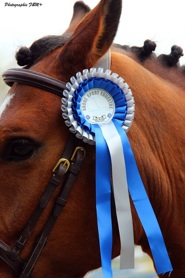 De nombreux lots, coupes et flots à remporter aux concours organisés par André Sport Equestre - Tinténiac près de Rennes Ille et Vilaine (35) en Bretagne