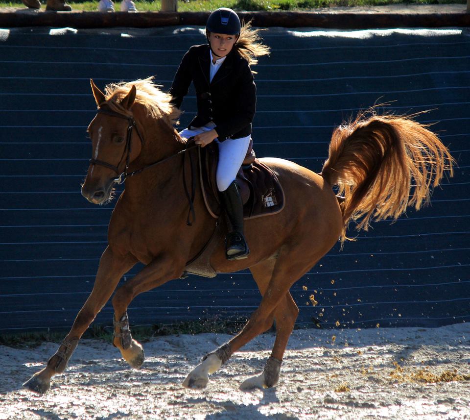 Rejoignez l'équipe de concours Club & Poney d'André Sport Equestre !
