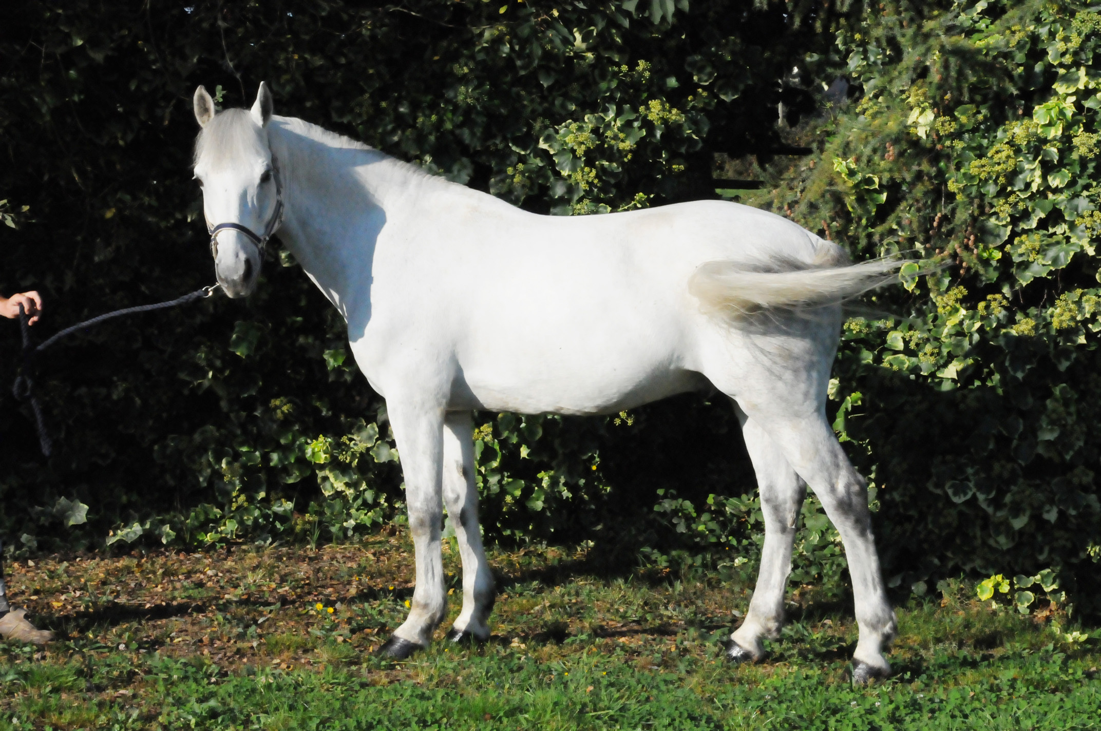 Poney vendu en Bretagne par ANDRESPORTEQUESTRE