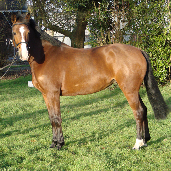 Jument CSI et CSIO vendue en Bretagne par ANDRESPORTEQUESTRE