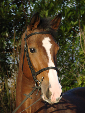 Jument CSI et CSIO vendue en Bretagne par ANDRESPORTEQUESTRE pour les USA