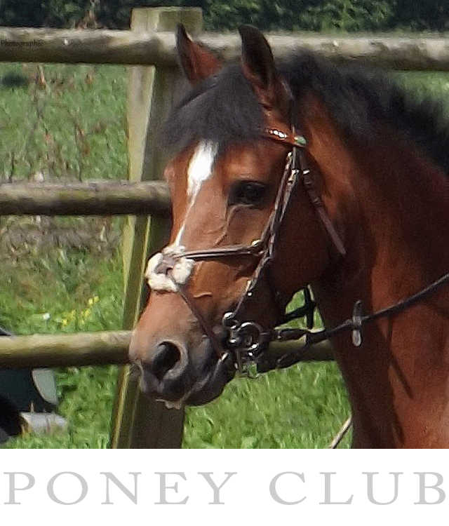 poney c de sport a vendre