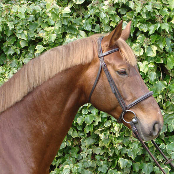 Commerce de chevaux de sport près de Rennes - Qrocus Landais - André Sport Equestre 